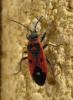 Melanocoryphus albomaculatus